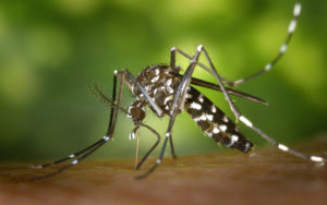 Repelentes de mosquitos naturales