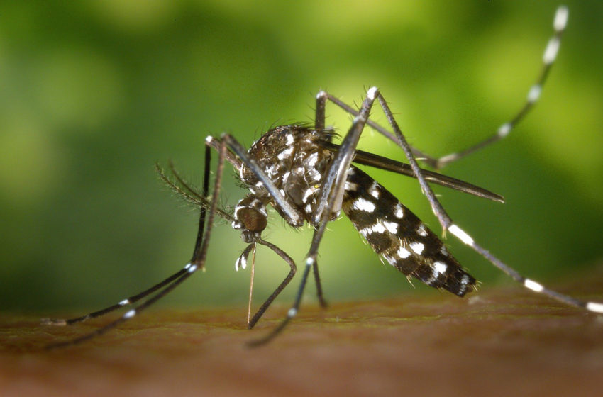  Repelentes de mosquitos naturales