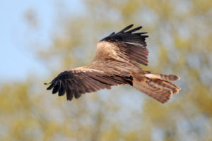 Águila Real, especie en extinción en México