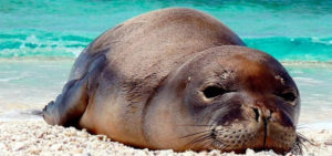 foca monje, animales extintos en México