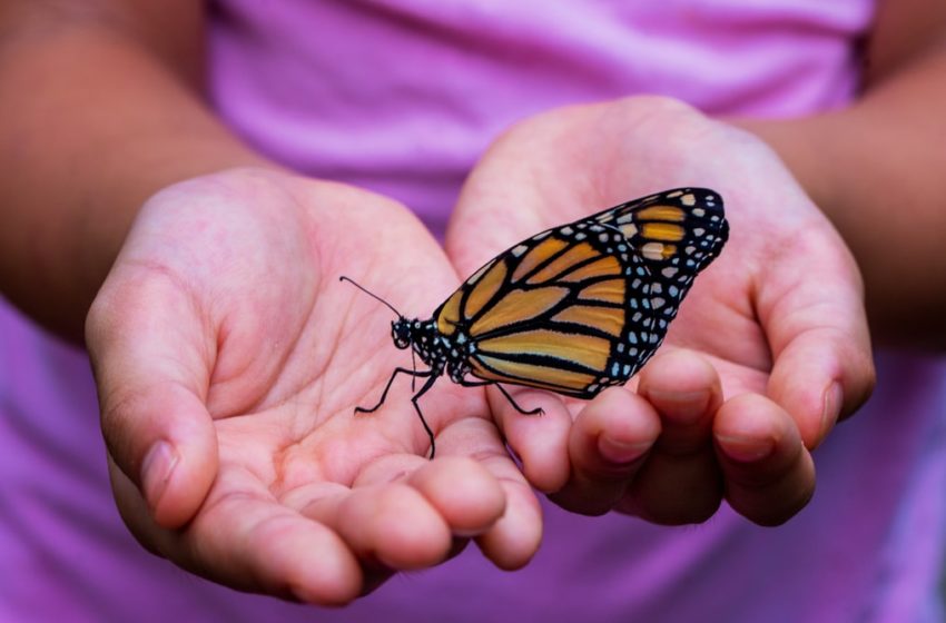  Mariposas monarca en riesgo por producción de aguacate