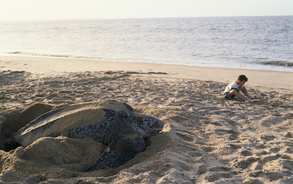 Tortuga baula