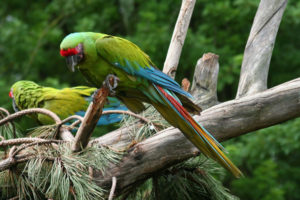 Aves extintas en México, Guacamaya verde