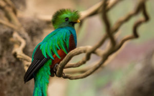 Aves extintas en México, Quetzal