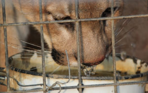 tráfico ilegal de Animales en México