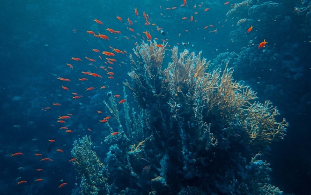 blanqueamiento de los arrecifes de coral