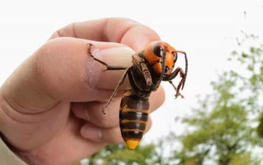 avispón asiático gigante