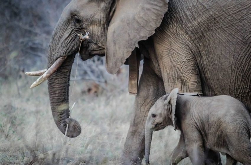  Devuelven elefantes a la naturaleza