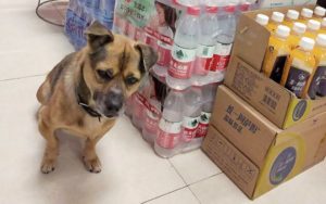 Perro