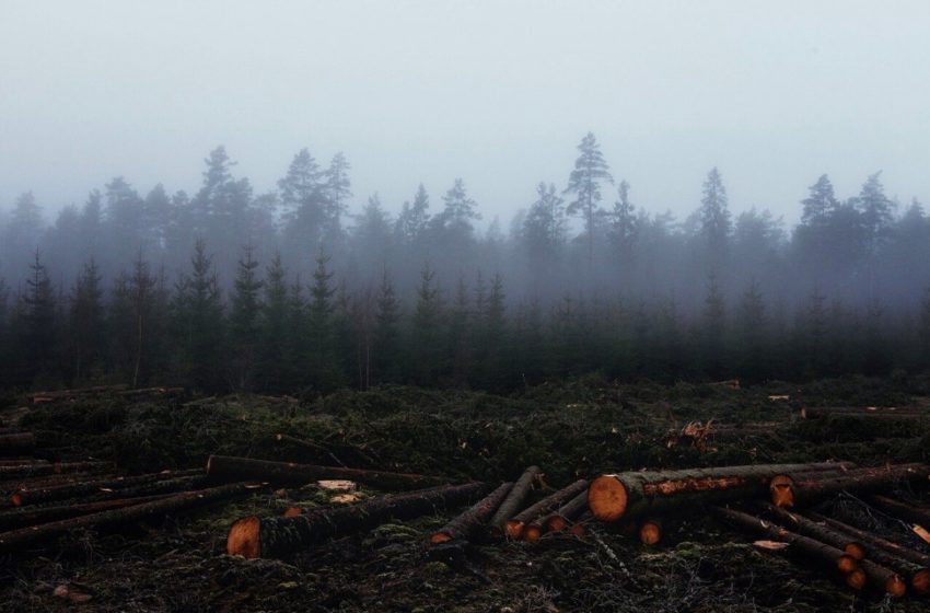  Deforestación aumenta enfermedades