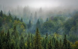 reforestación