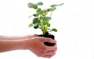 ecología