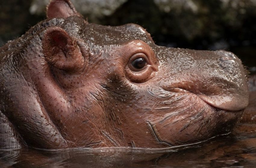  Nace un hipopótamo pigmeo
