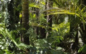 Amazonas 