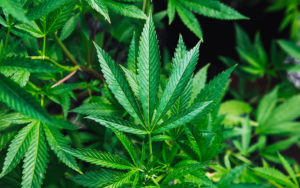 marihuana