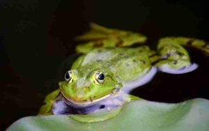 ranas