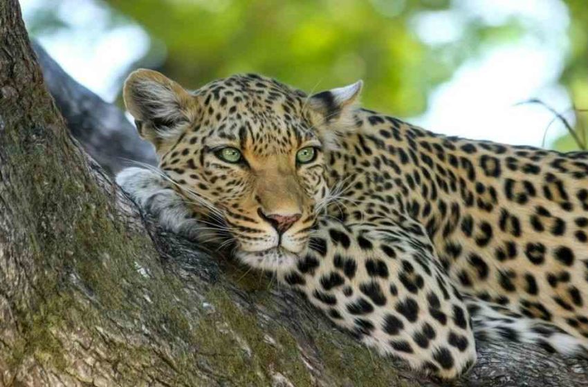  Leopardos en peligro por trampas 