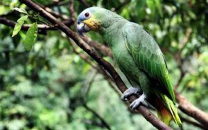 Amazonia
