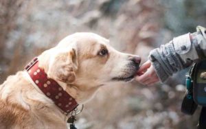 perros cáncer