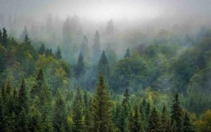 Bosque México