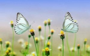 insectos