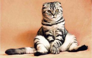 gato Covid-19