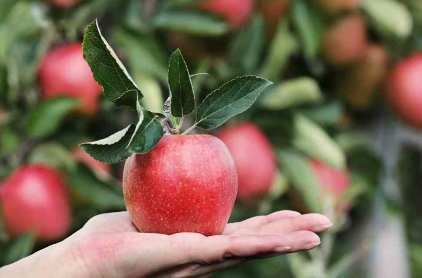  Manzanas y pesticidas