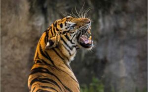 Tailandia tigres