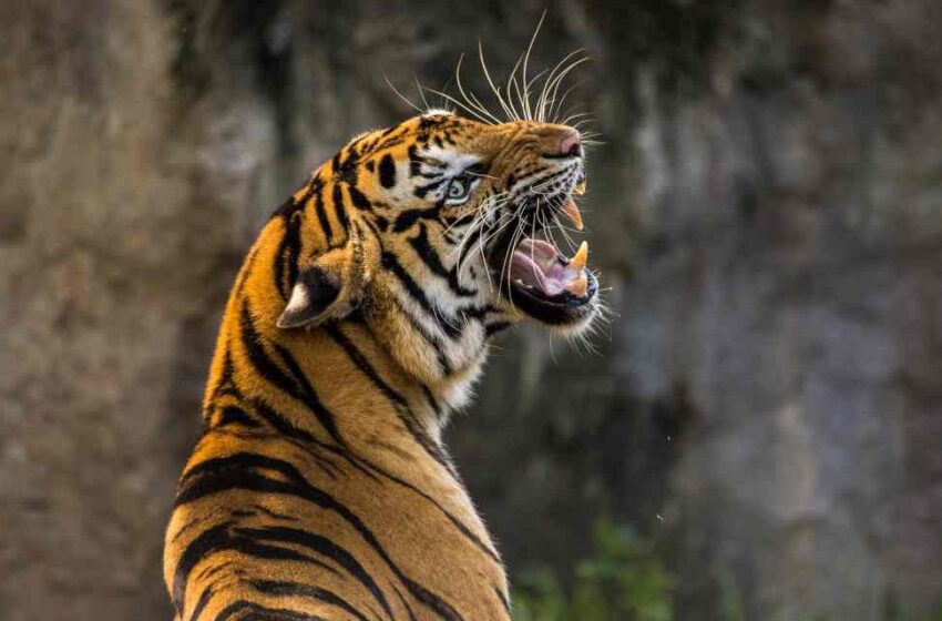  Tailandia duplica la población de tigres salvajes