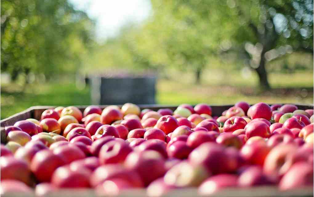 manzanas