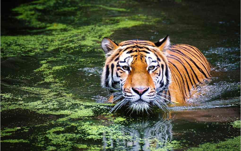 Tailandia tigres