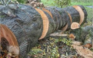 Sudamérica deforestación