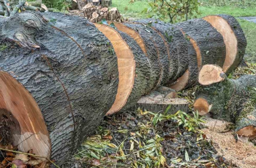  Disminuye deforestación  en Sudamérica