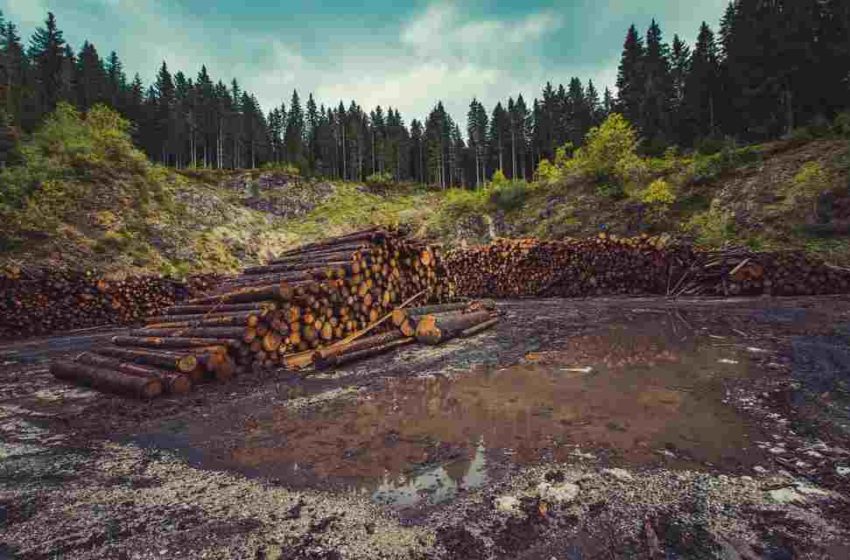  Aumenta deforestación en Argentina