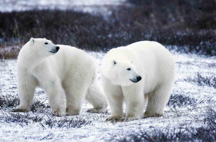  Extintos osos polares para 2100