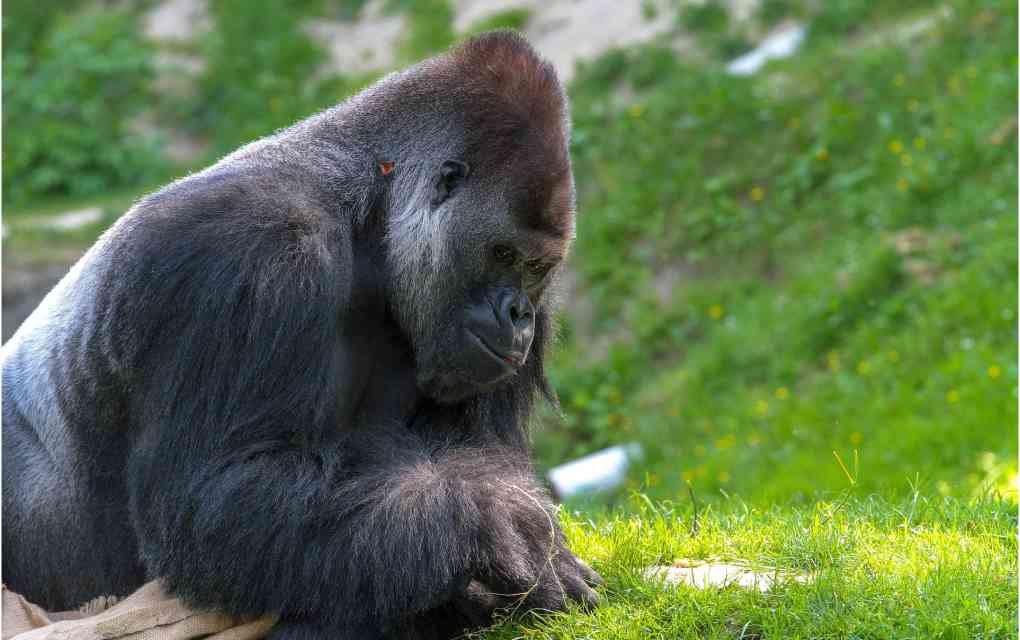 cárcel gorila Uganda