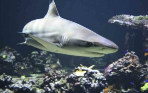 tiburones