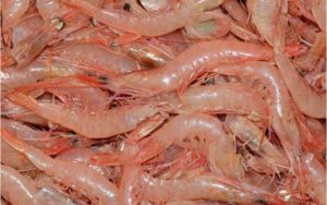 camarones