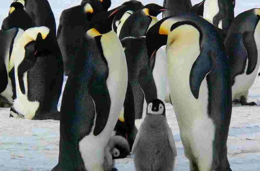  Pingüinos rescatados en Brasil