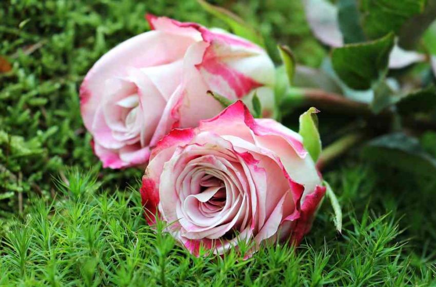  Olor de las rosas y demencia senil