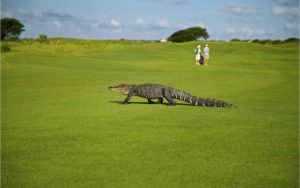 golf Covid-19