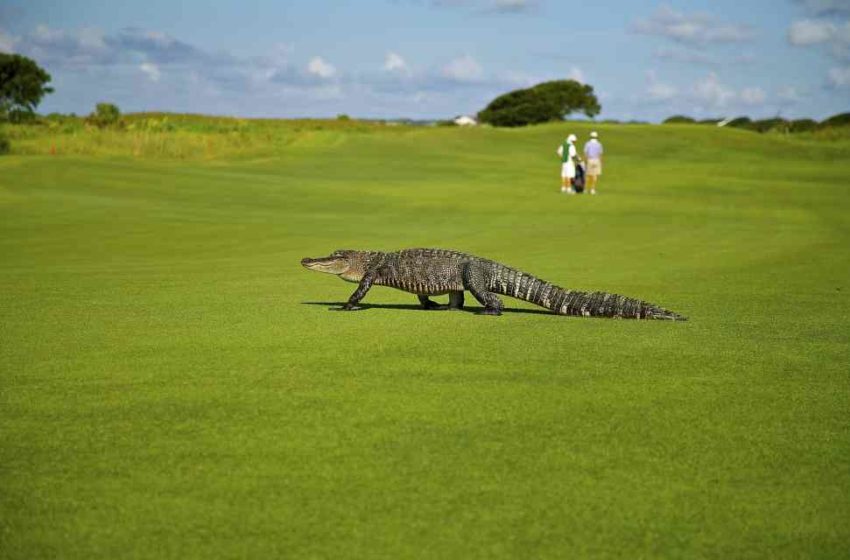  Animales salvajes en campo de golf