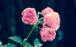 olor rosas demencia