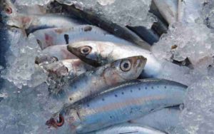 Sardinas