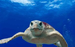 tortugas bobas