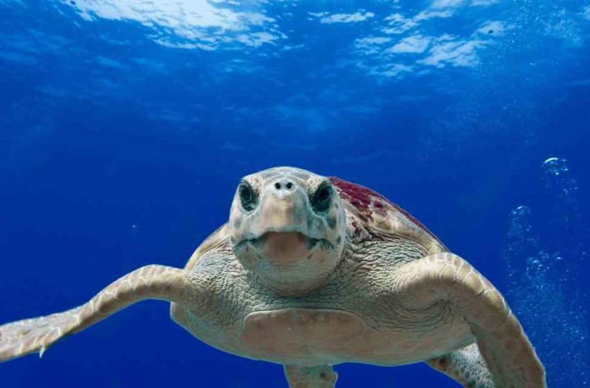  Nacen 105 tortugas bobas  en el Caribe