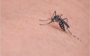 mosquitos