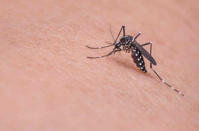 Mosquitos picarán más