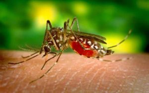 mosquitos