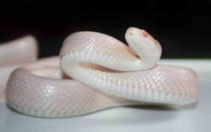 serpientes albinas